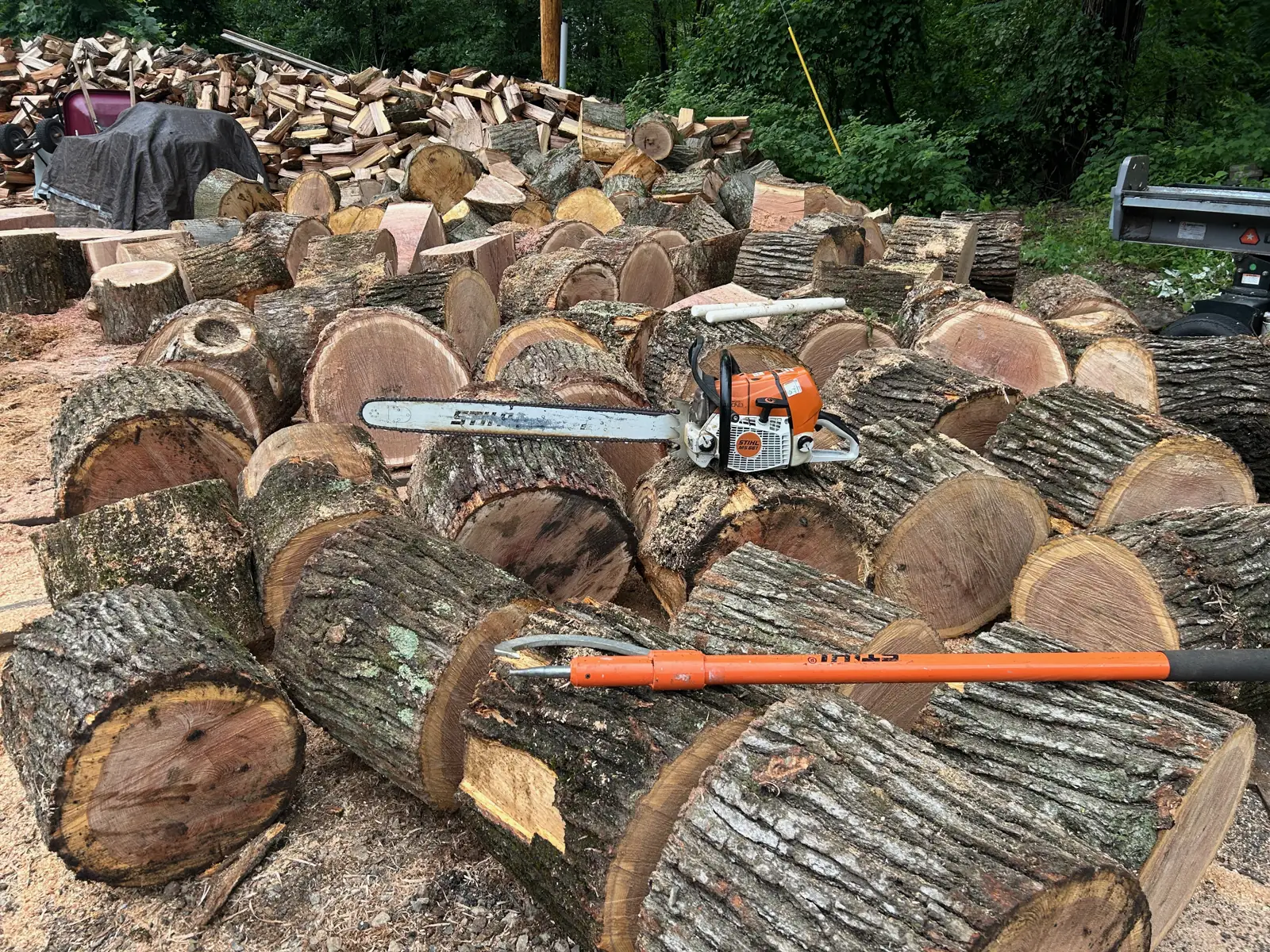 Hardwood logs bucked into rounds with a chainsaw resting on top